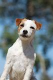 PARSON RUSSEL TERRIER 065